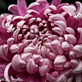 09_chrysanthemum_0105.JPG