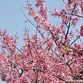 2010_Sakura_0005.JPG