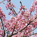 2010_Sakura_0011.JPG