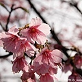 2010_Sakura_0022.JPG