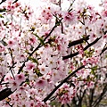 YongMing_Sakura_0023.JPG