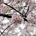 Tian_yang_sakura0039.JPG