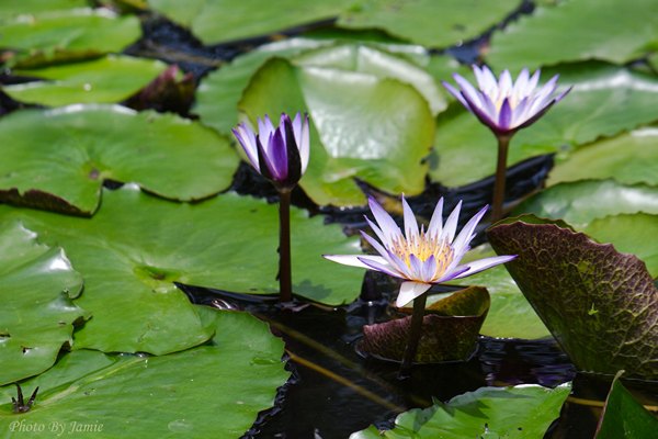 10_lotus_0004.JPG