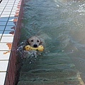 第一次游泳