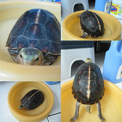 烏龜泡澡