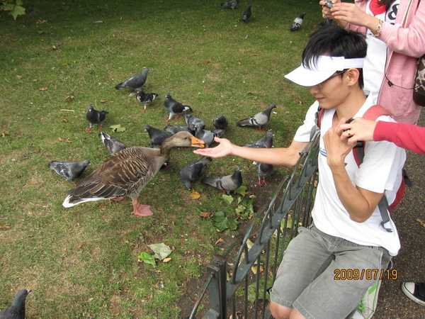 鵝&鴿子@聖詹姆士公園