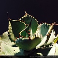 Agave Potatorum var. Verschaffeltii 雷神龍舌蘭