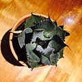 Agave Potatorum var. Verschaffeltii 雷神龍舌蘭