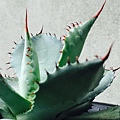 Agave Potatorum var. Verschaffeltii 雷神龍舌蘭