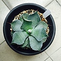 Agave Potatorum var. Verschaffeltii 雷神龍舌蘭