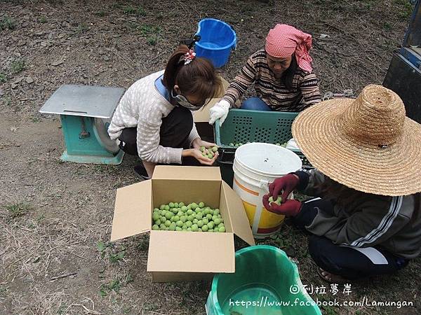 拉夢岸手採青梅 (1)