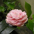 DSCN6078.jpg