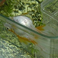 DSCN7229.jpg