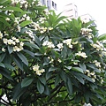 DSCN7247.jpg