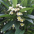 DSCN7246.jpg