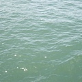 DSCN8065.jpg