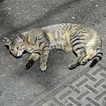 DSCN8070.jpg