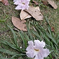 DSCN0417.jpg