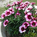 DSCN0425.jpg