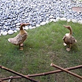 DSCN1318.jpg