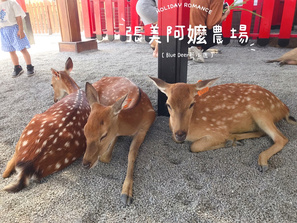 宜蘭張美阿嬤農場10