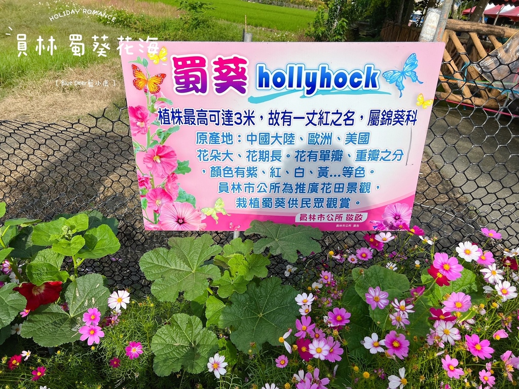 員林蜀葵花季-hollyhock.JPG