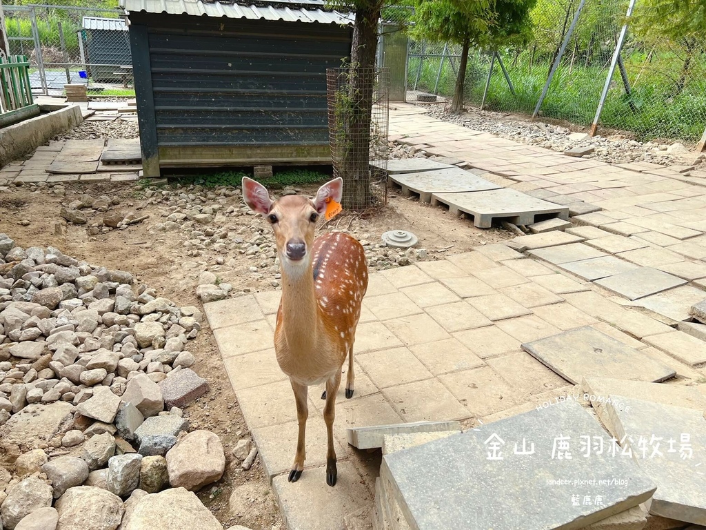 鹿羽松牧場11.JPG