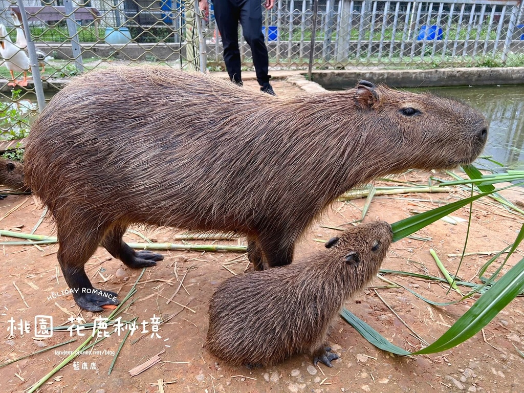 花鹿秘境 (29).JPG