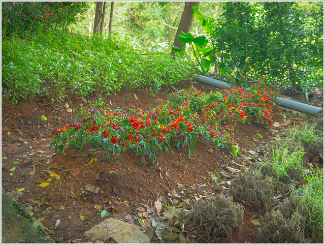 DSC04289.jpg DSC04289.jpg