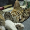 DSC_1040.jpg