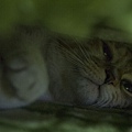 DSC_1050.jpg