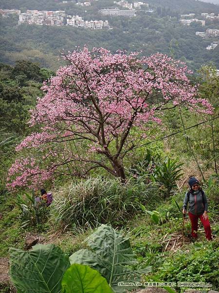 20200118平菁街42巷櫻花_01.jpg