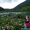 20200530清天宮-大屯山-竹子湖賞繡球花_05.jpg