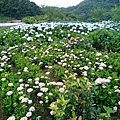 20200530清天宮-大屯山-竹子湖賞繡球花_06.jpg