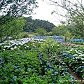 20200530清天宮-大屯山-竹子湖賞繡球花_09.jpg