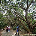 20200506鶯歌光明山稜線步道_05.jpg