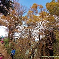 20201107太平山_19.jpg