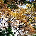 20201107太平山_25.jpg