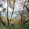 20201107太平山_33.jpg