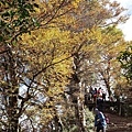 20201107太平山_56.jpg