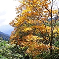 20201107太平山_60.jpg