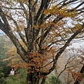 20201107太平山_69.jpg