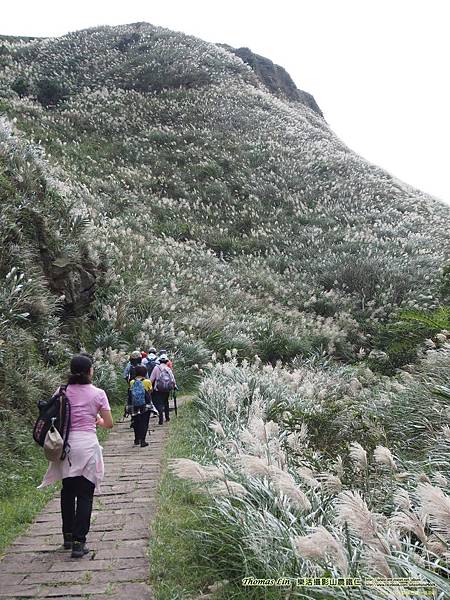 20201104草嶺古道→桃源谷_04.jpg