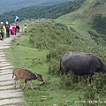 20201104草嶺古道→桃源谷_42.jpg