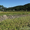 20201125楓樹、龜山苗圃_07.jpg