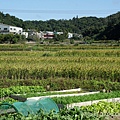 20201125楓樹、龜山苗圃_10.jpg