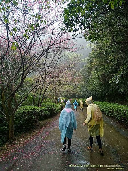 20210306二格道路櫻花_05.jpg