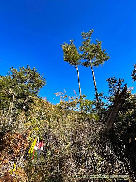 20211202馬武佐野郡山、羅馬神木_006.jpg