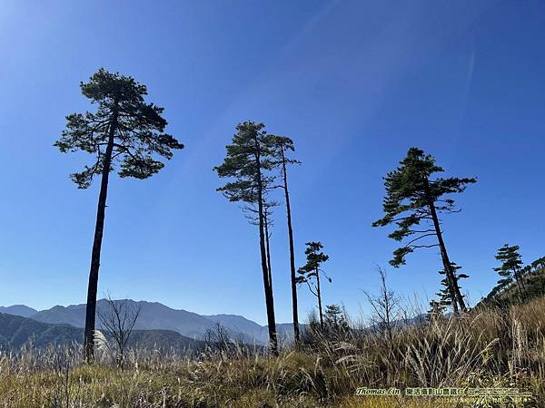 20211202馬武佐野郡山、羅馬神木_014.jpg