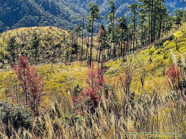 20211202馬武佐野郡山、羅馬神木_021.jpg